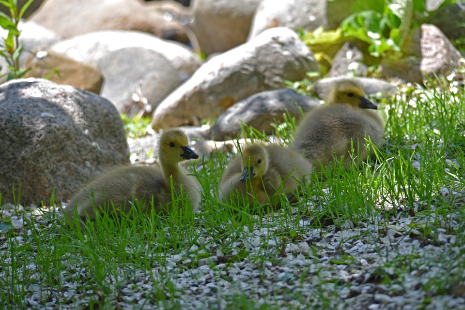 Goslings resting near a pond