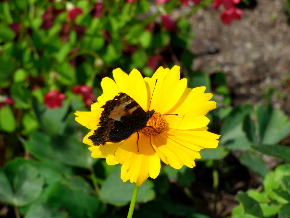 Schmetterling photo