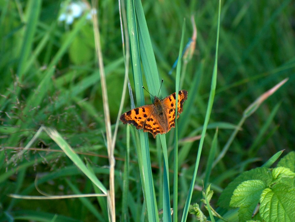 Schmetterling photo