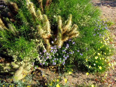 Wildflowers at Anza-Borrego Desert SP in California