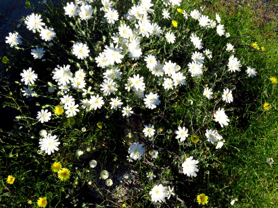 Morning Wildflowers in Desert near Borrego Springs, California