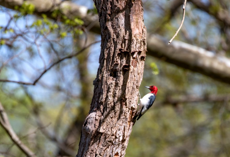 Red-headed woodpecker