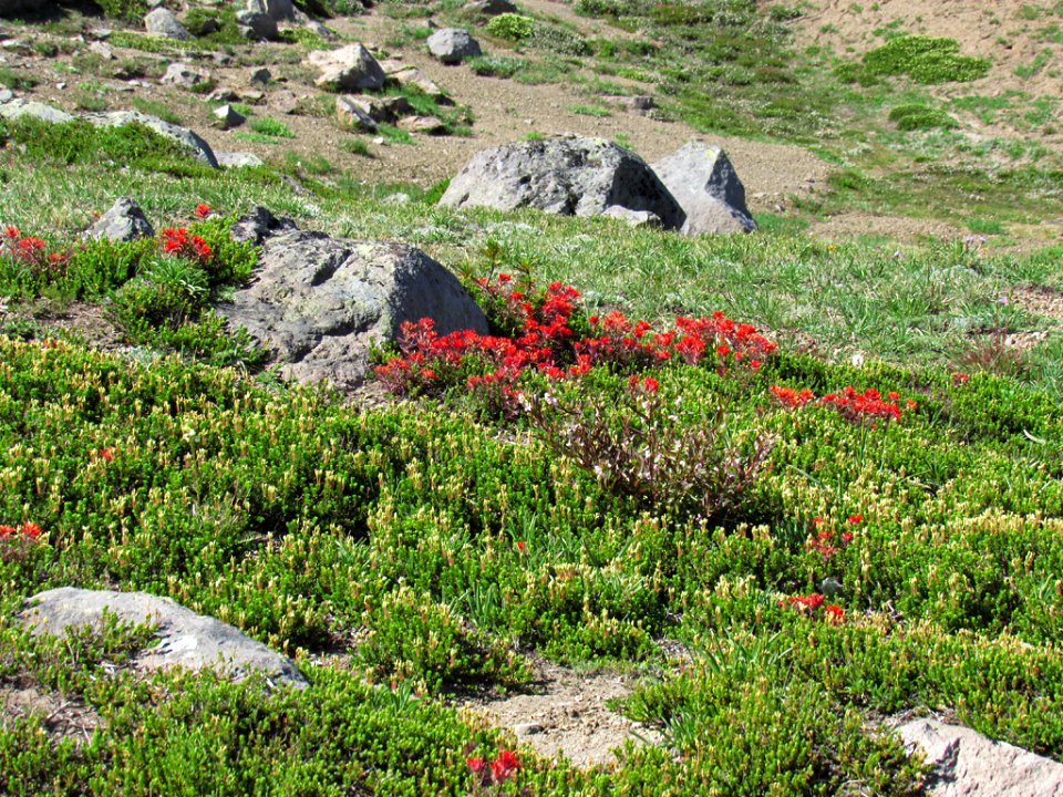 Wildflowers at Mt. Rainier NP in WA