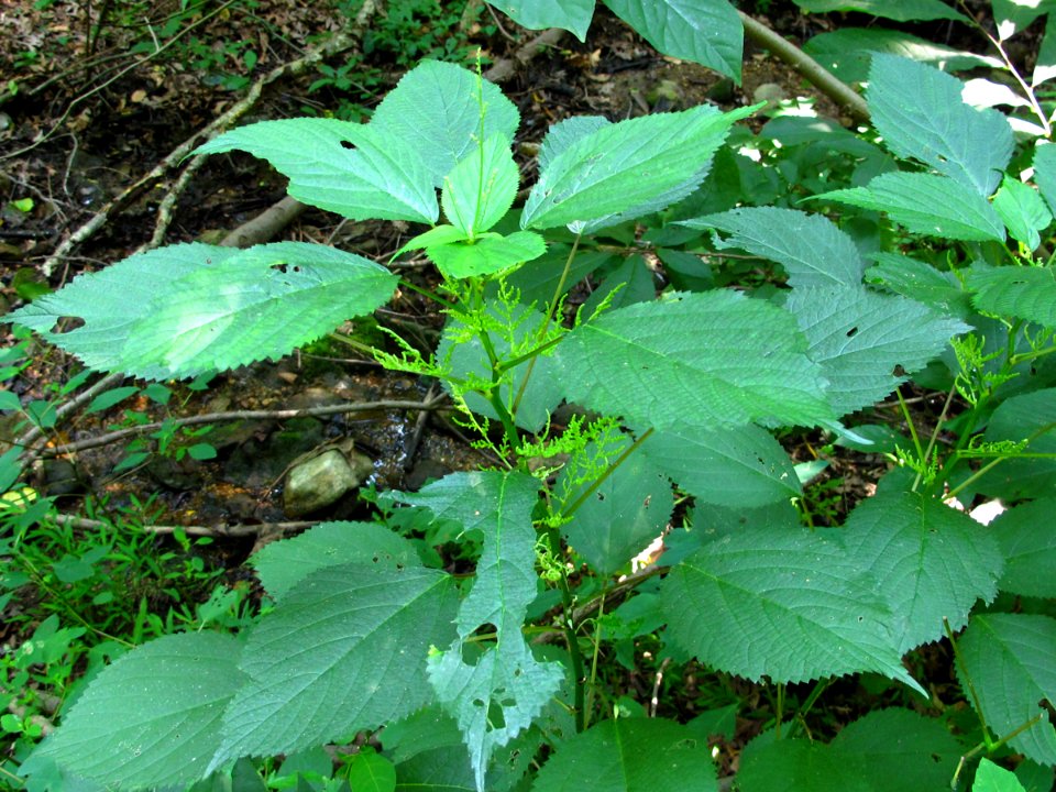 Canadian wood-nettle