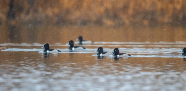 Ring-necked ducks on the water photo