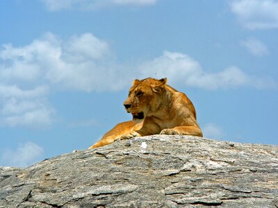 Wild africa tanzania