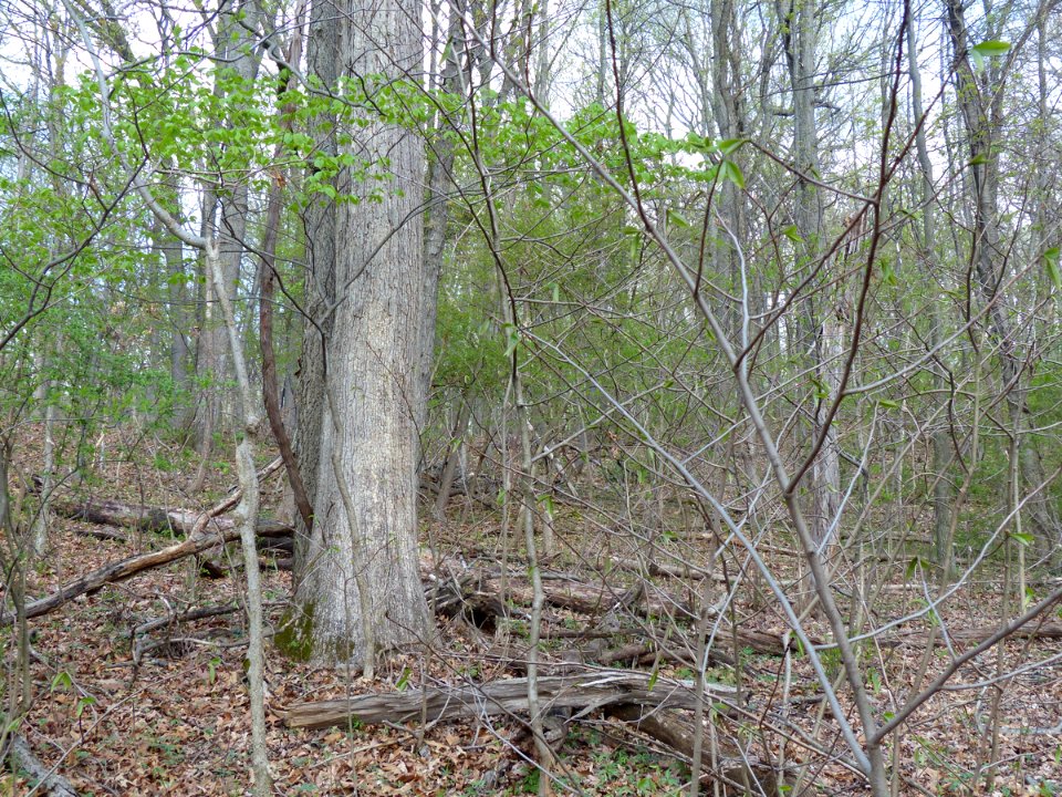 Basic Oak - Hickory Forest at Harpers Ferry NHP