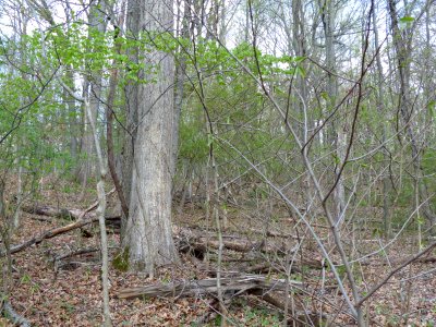 Basic Oak - Hickory Forest at Harpers Ferry NHP