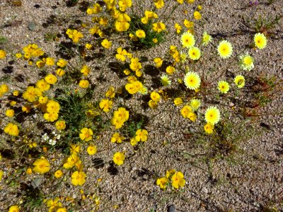 Cottonwood Spring with Wildflowers at Joshua Tree NP in CA