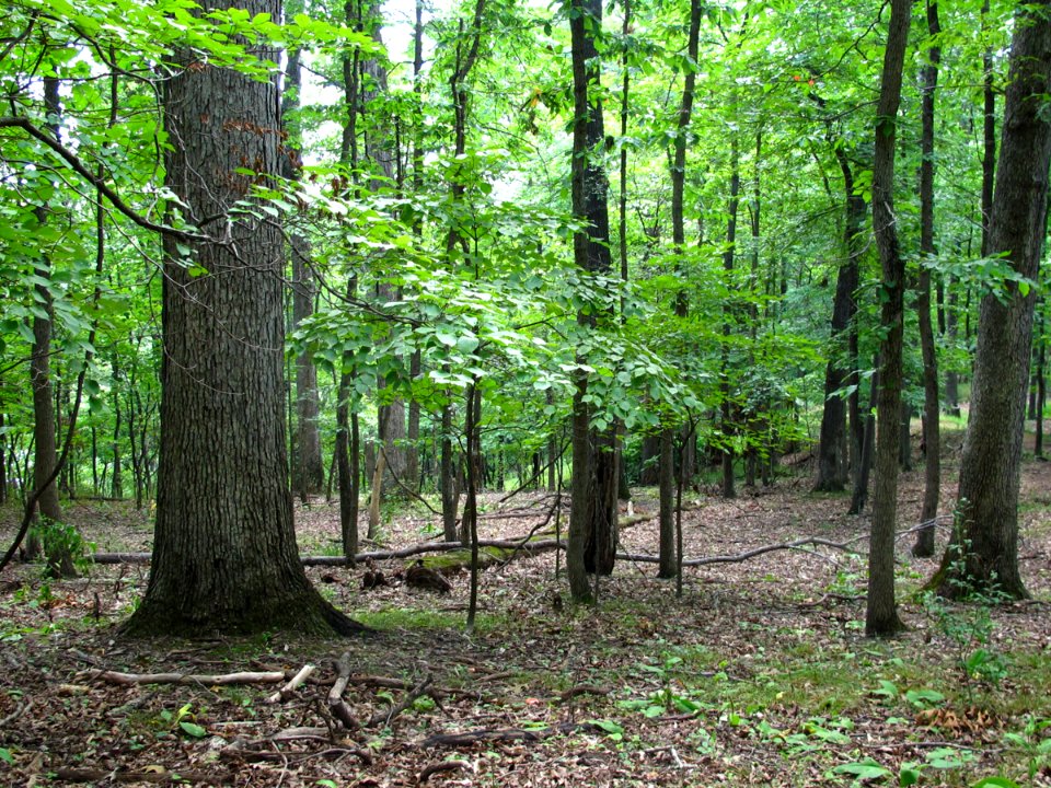 Basic Oak - Hickory Forest at Harpers Ferry NHP