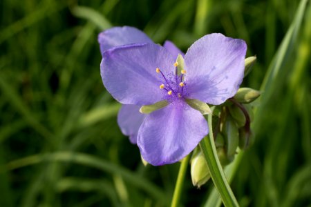 Ohio spiderwort photo