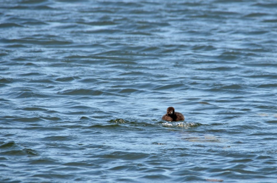 Common Loon Chick