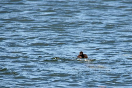 Common Loon Chick photo