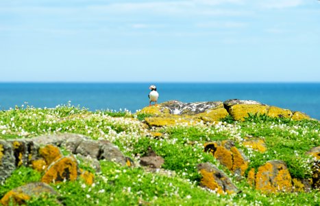 Puffin photo