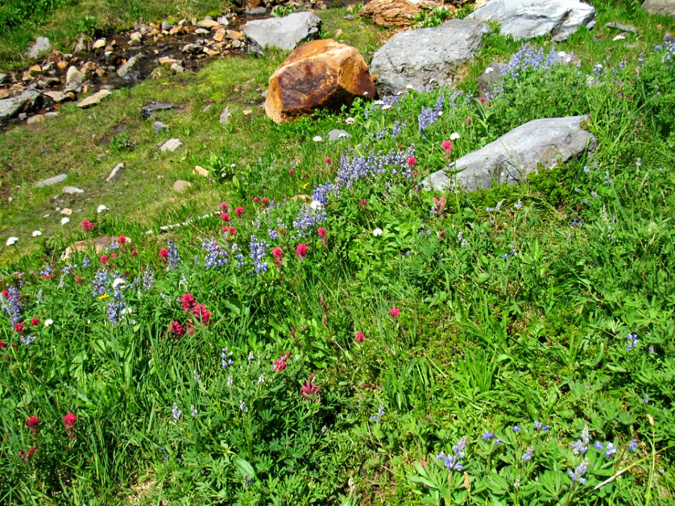 Wildflowers on Skyline Trail at Mt. Rainier NP in WA