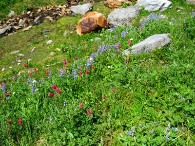 Wildflowers on Skyline Trail at Mt. Rainier NP in WA photo
