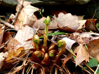Christmas fern fiddleheads