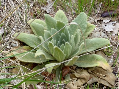 Common mullein photo