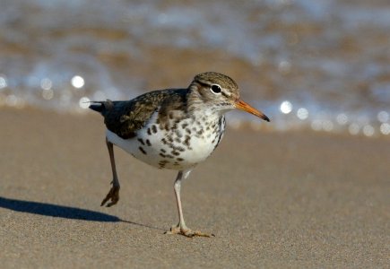 Spotted sandpiper
