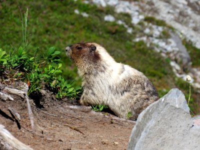Marmot on Skyline Trail at Mt. Rainier NP in WA