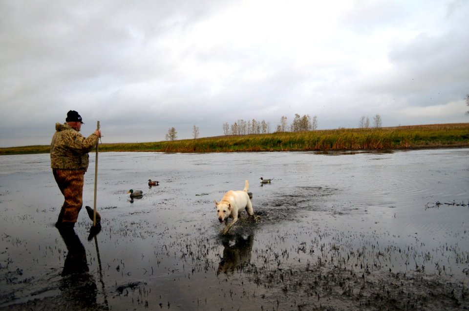 Packing Up Decoys