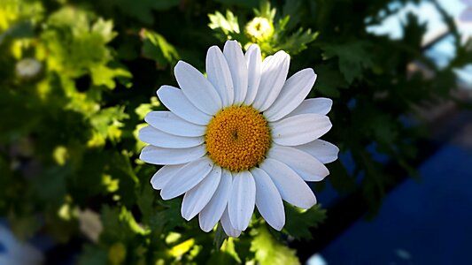 Nature spring white photo