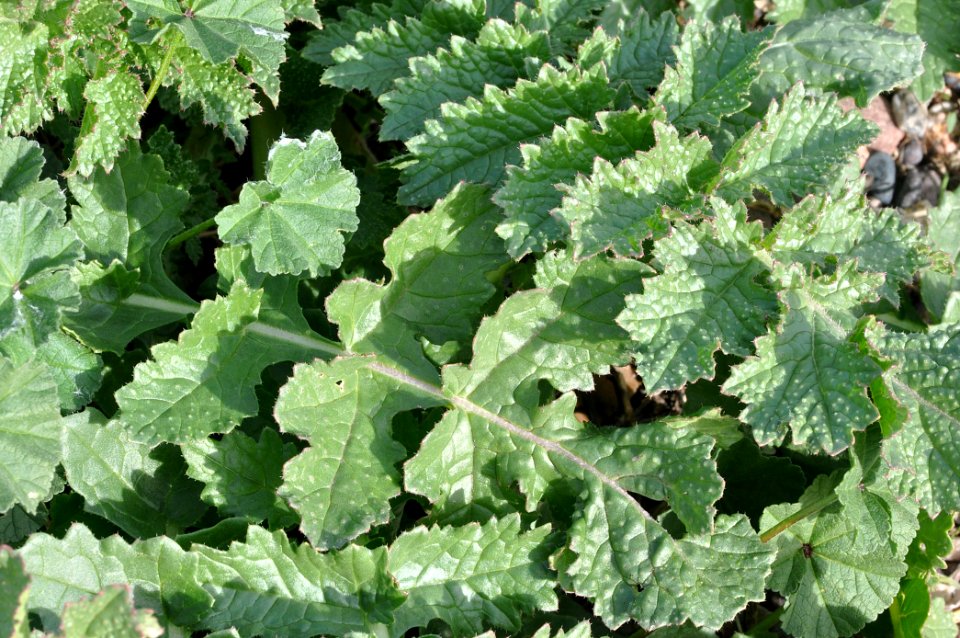 Asian or Sahara Mustard, Brassica tournefortii