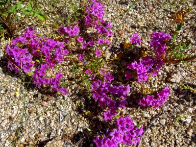 Cottonwood Spring with Wildflowers at Joshua Tree NP in CA