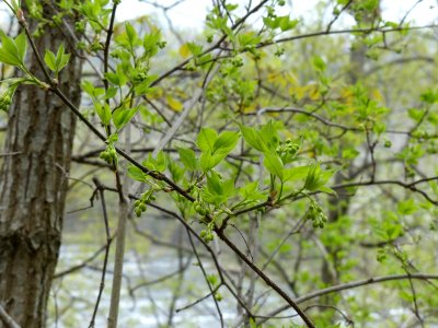 American bladdernut photo