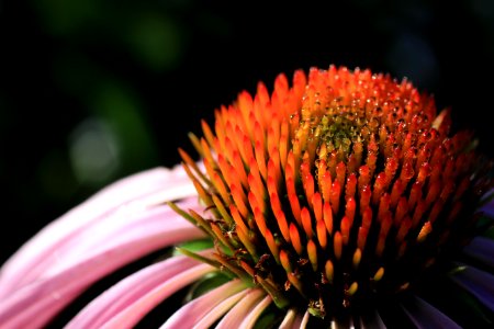 Purple coneflower photo