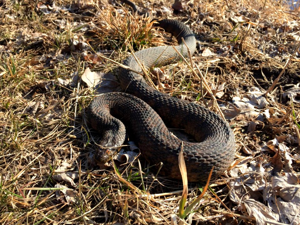Diamondback Water Snake