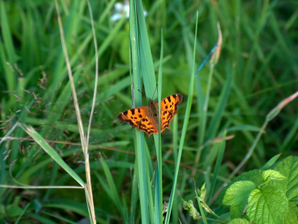 Schmetterling photo