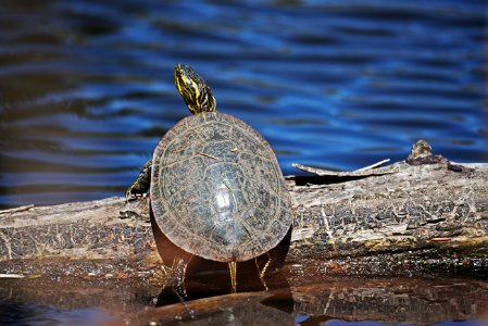 Painted turtle basking in the sun on a log