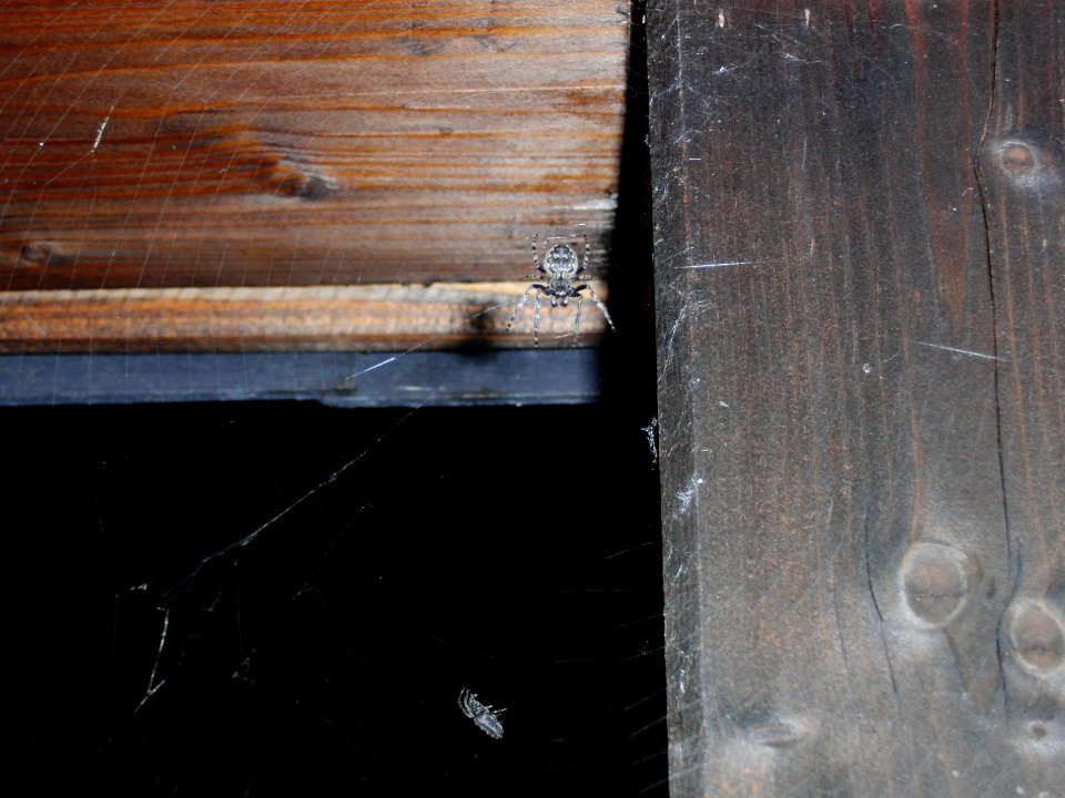 Spinne3