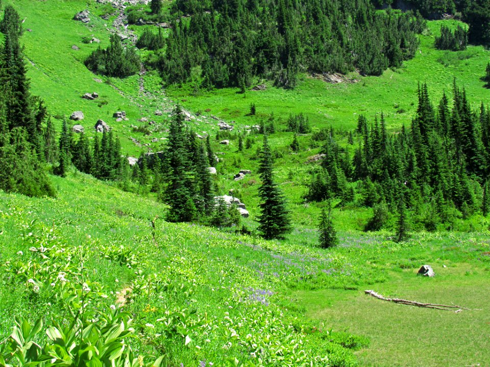 Wildflowers at Mt. Rainier NP in WA