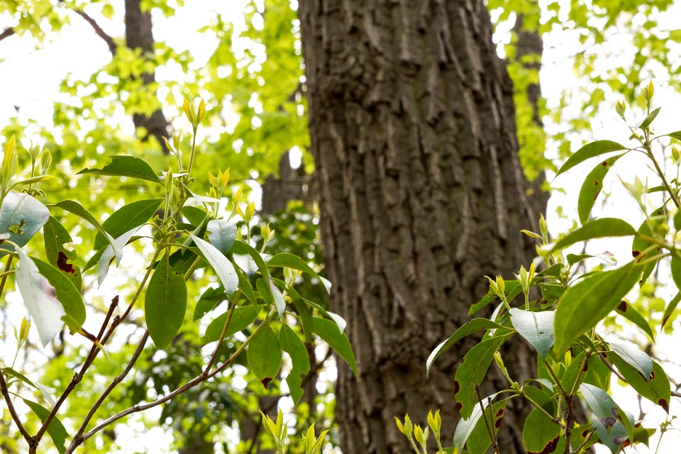 Mountain Laurel and Chestnut Oak