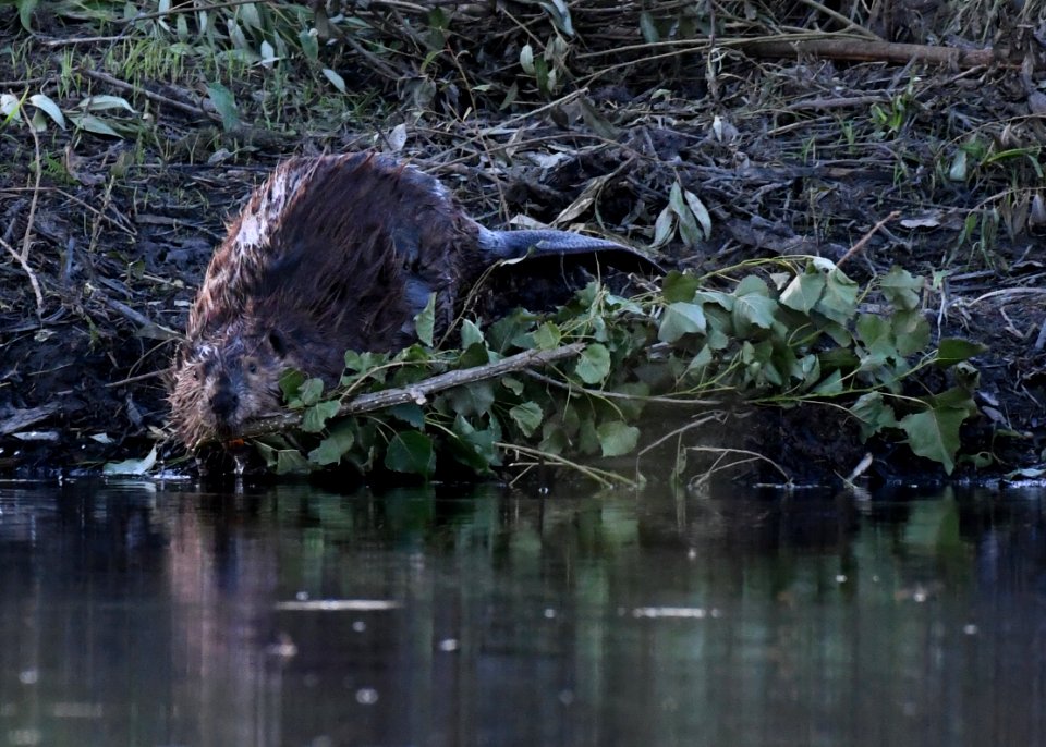 Beaver