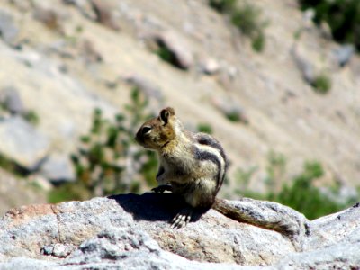 Ground Squirrel at Crater Lake NP in OR