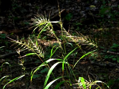 Eastern bottlebrush grass