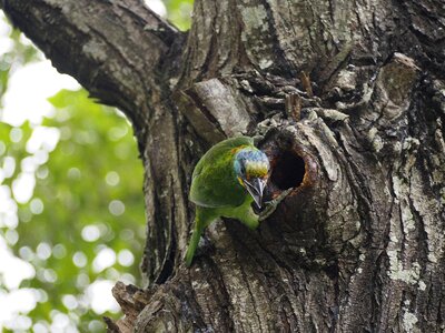 Colored birds monk zaventem-nest photo