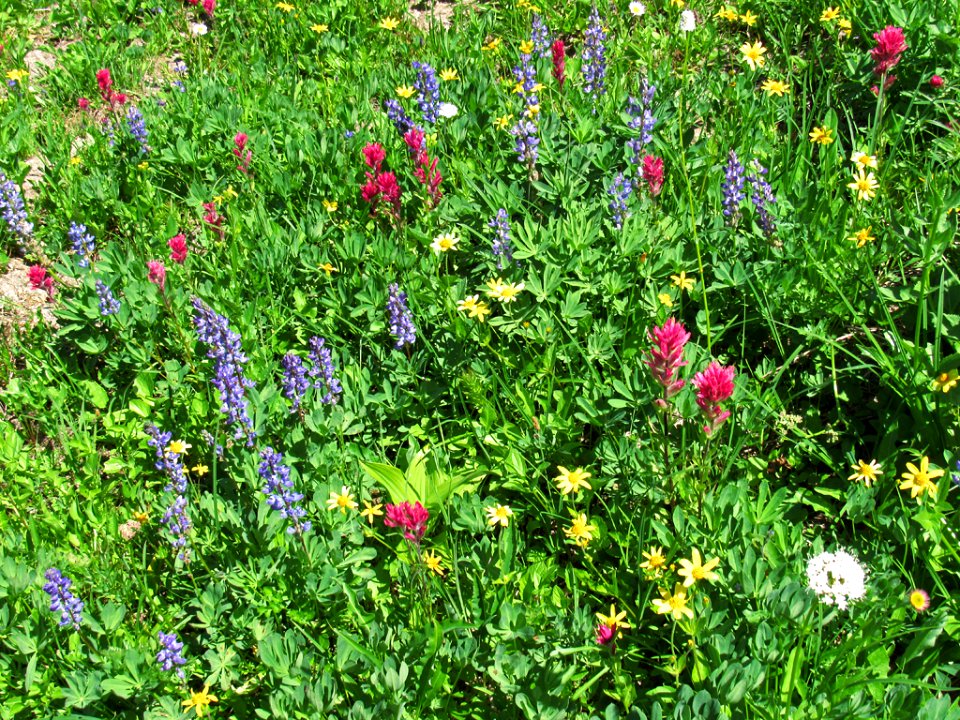 Tipsoo Lake Wildflowers at Mt. Rainier NP in WA