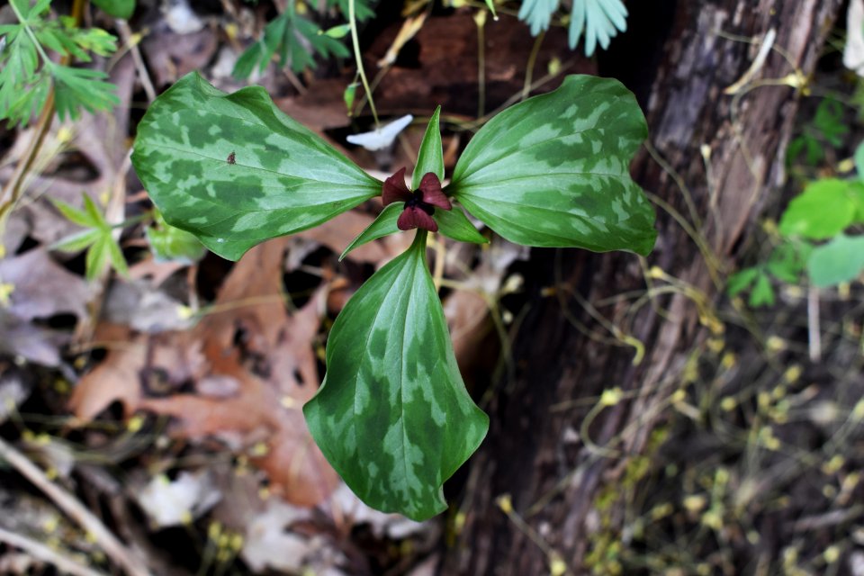 Prairie trillium (Trillium recurvatum)