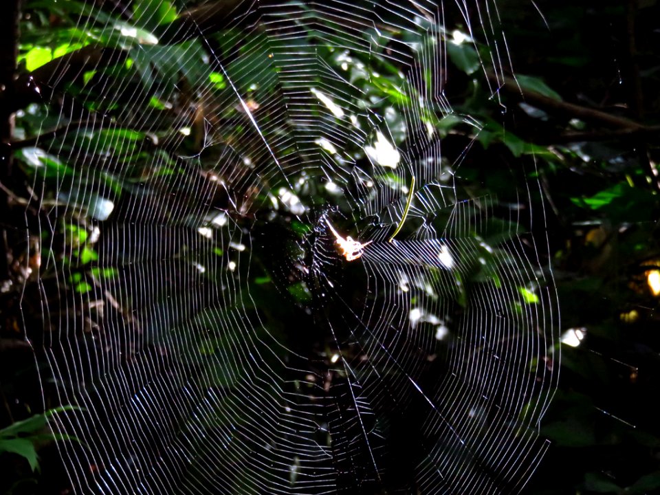 Spider Web