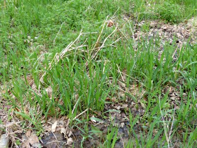 Reed canarygrass photo