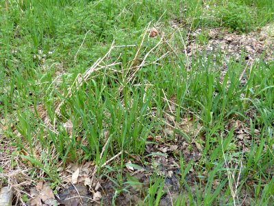 Reed canarygrass