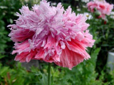 Blume