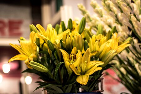 Yellow lily flower yellow photo