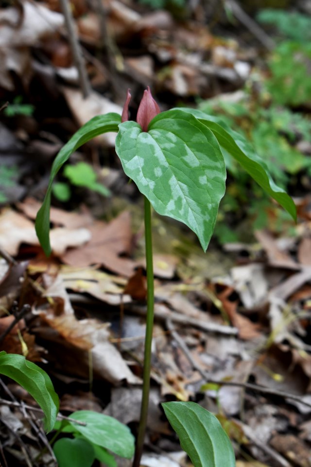 Prairie trillium (Trillium recurvatum)