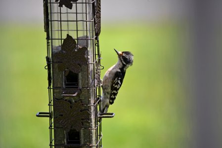 Juvenile Downy Woodpecker photo