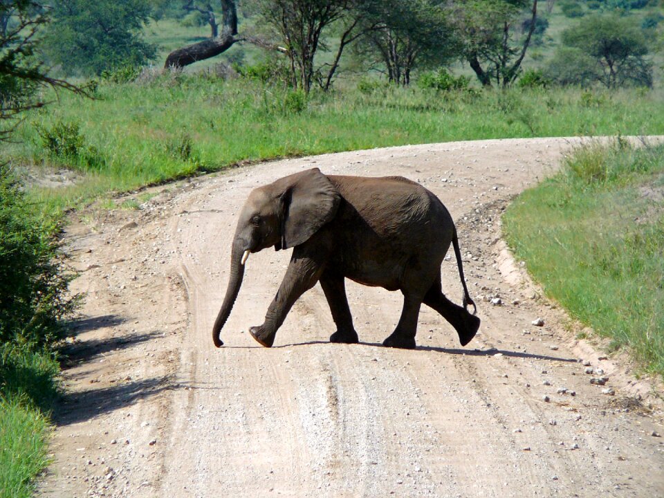 Africa tanzania animal